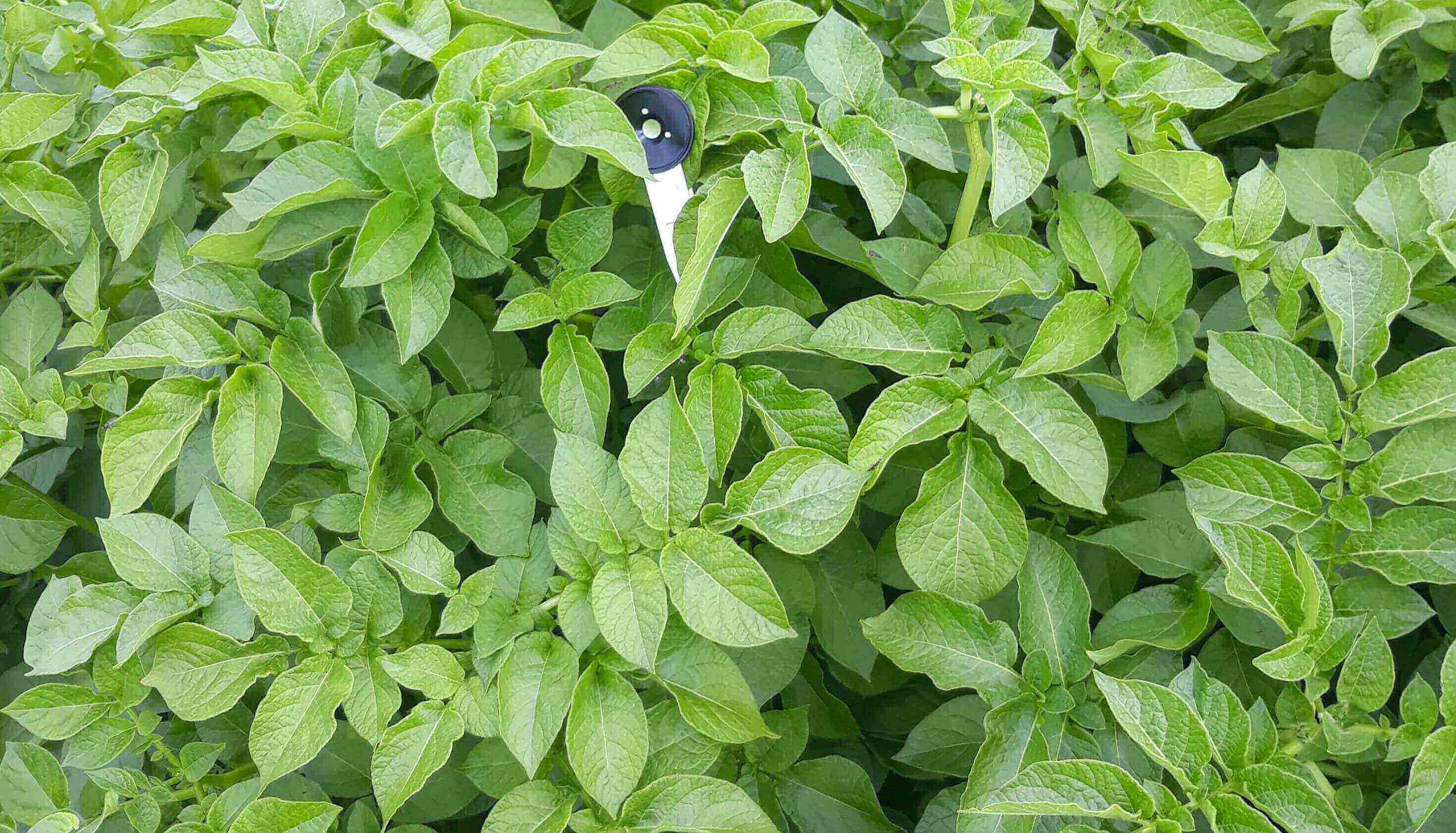 badania fizjologiczne ziemniaka