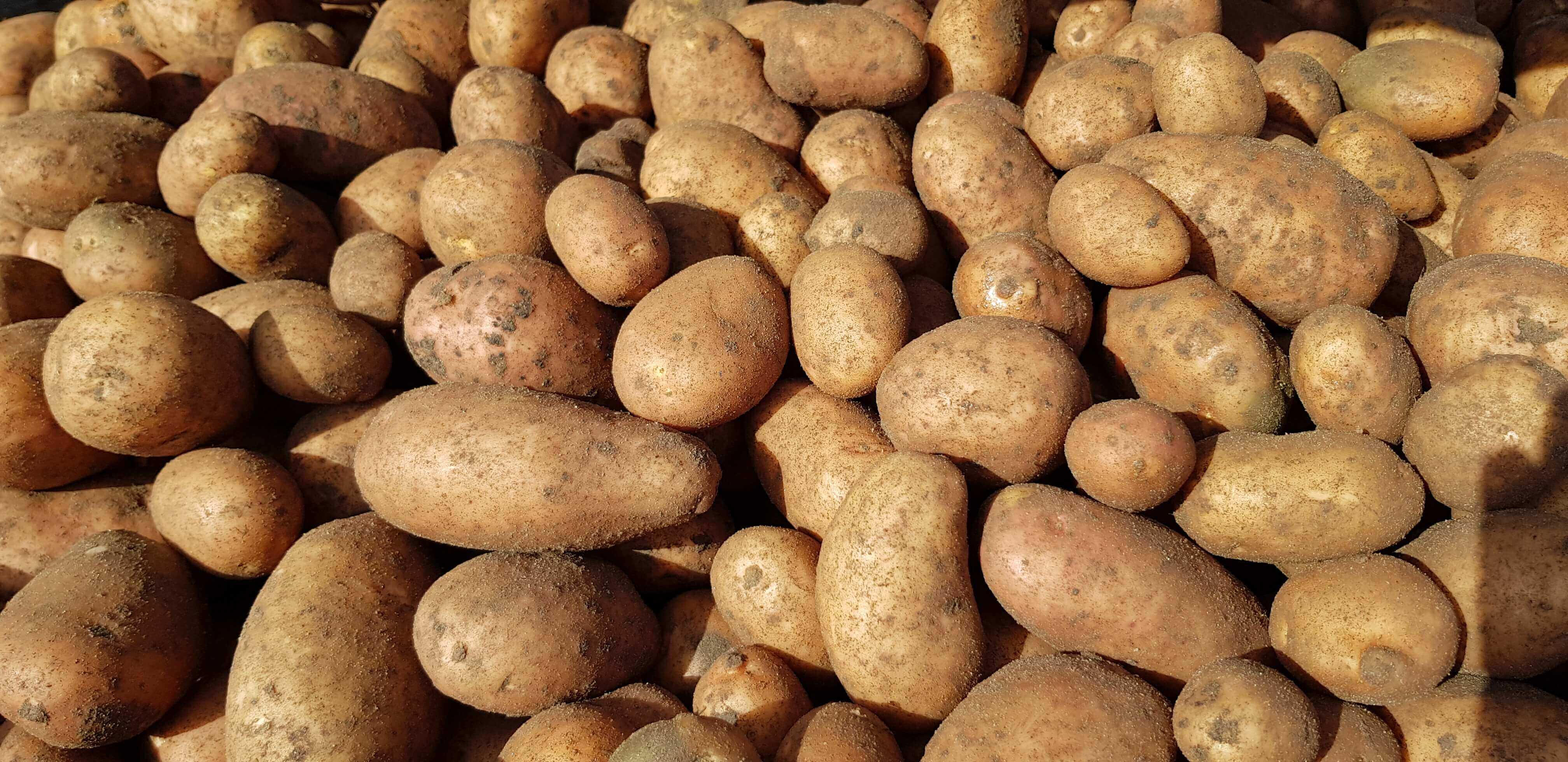 bulwy ziemniaków Gardena