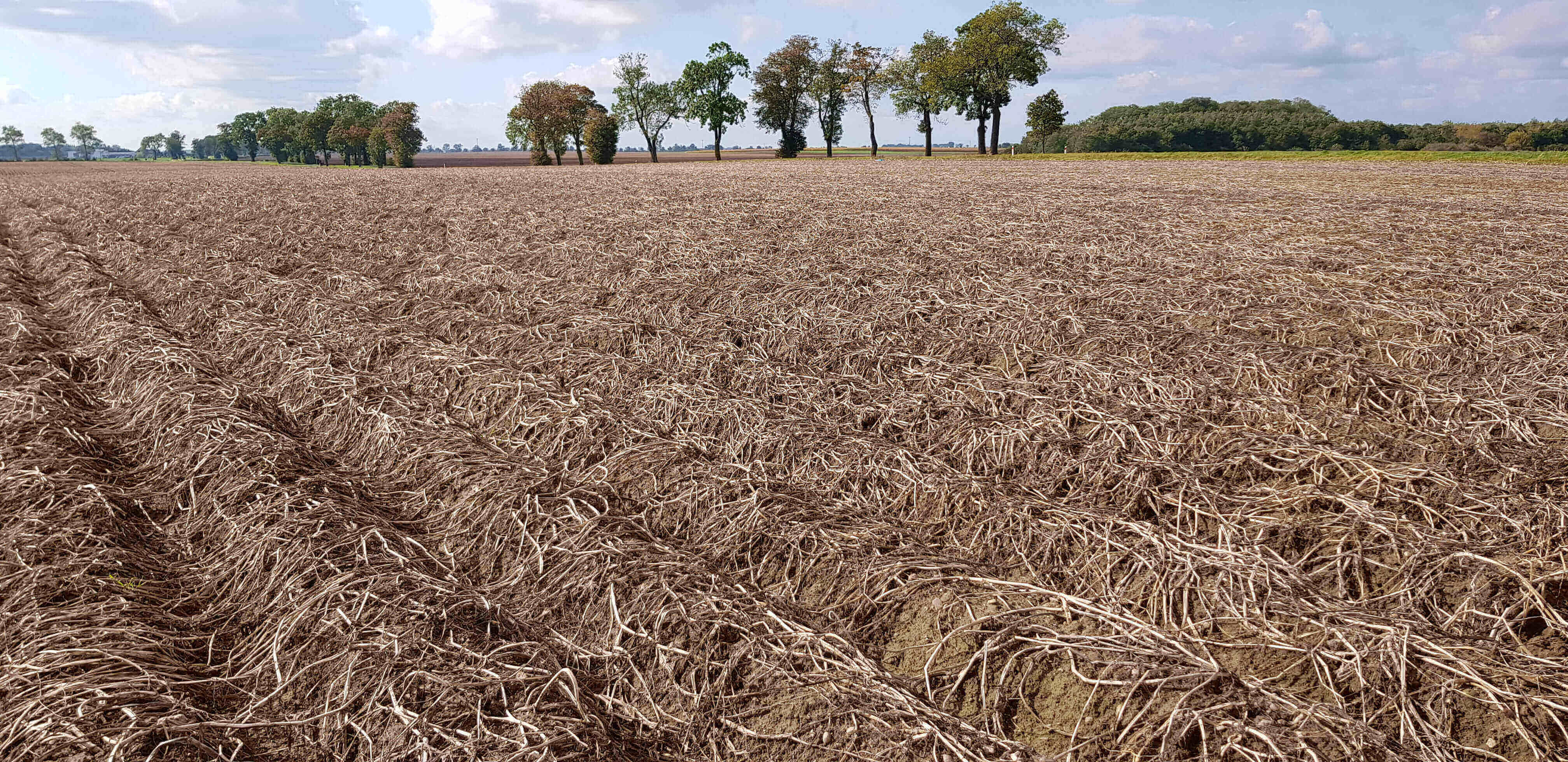przed zbiorem zmieniaków