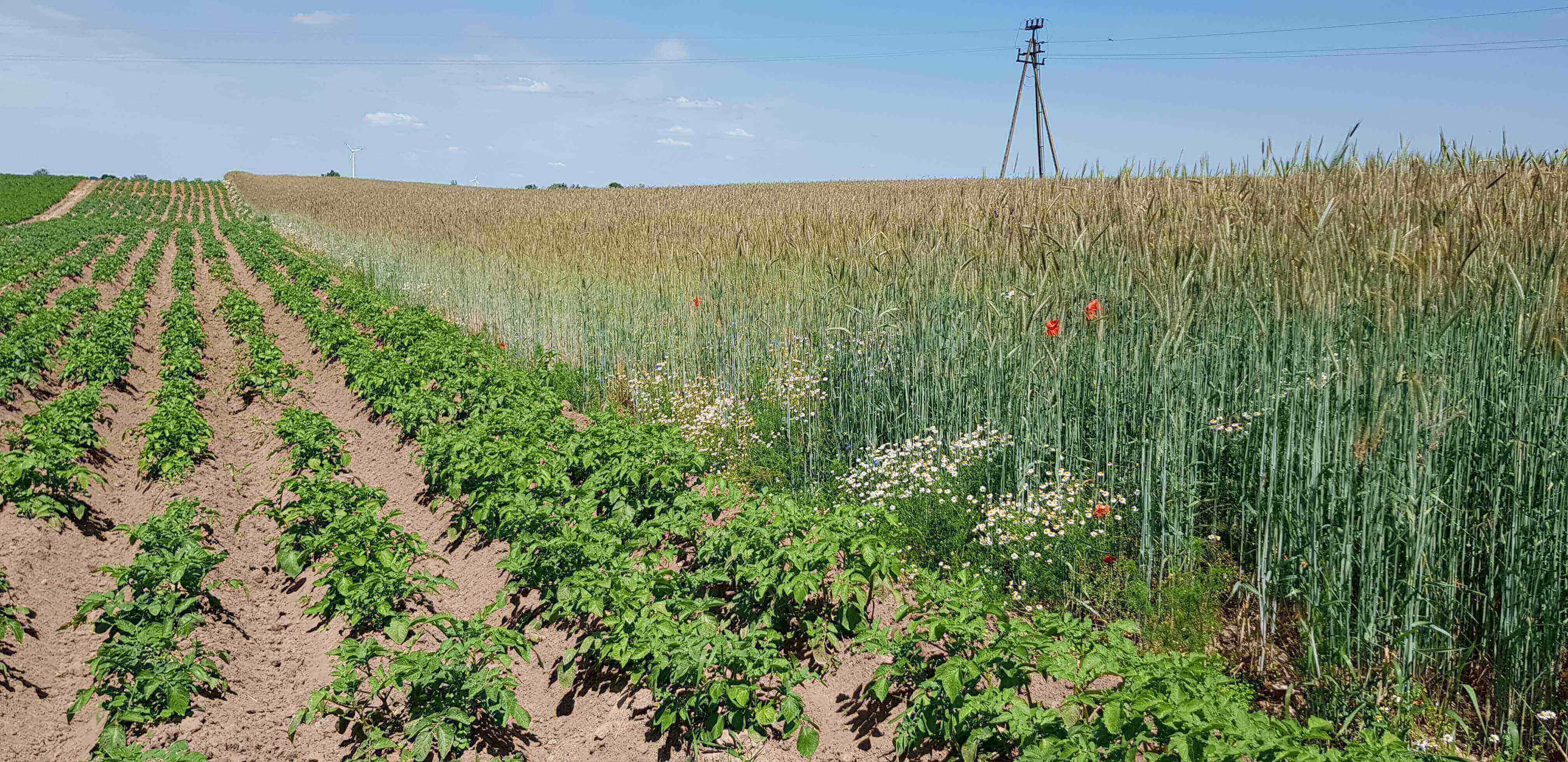 uprawa ekologiczna ziemniaka Gardena