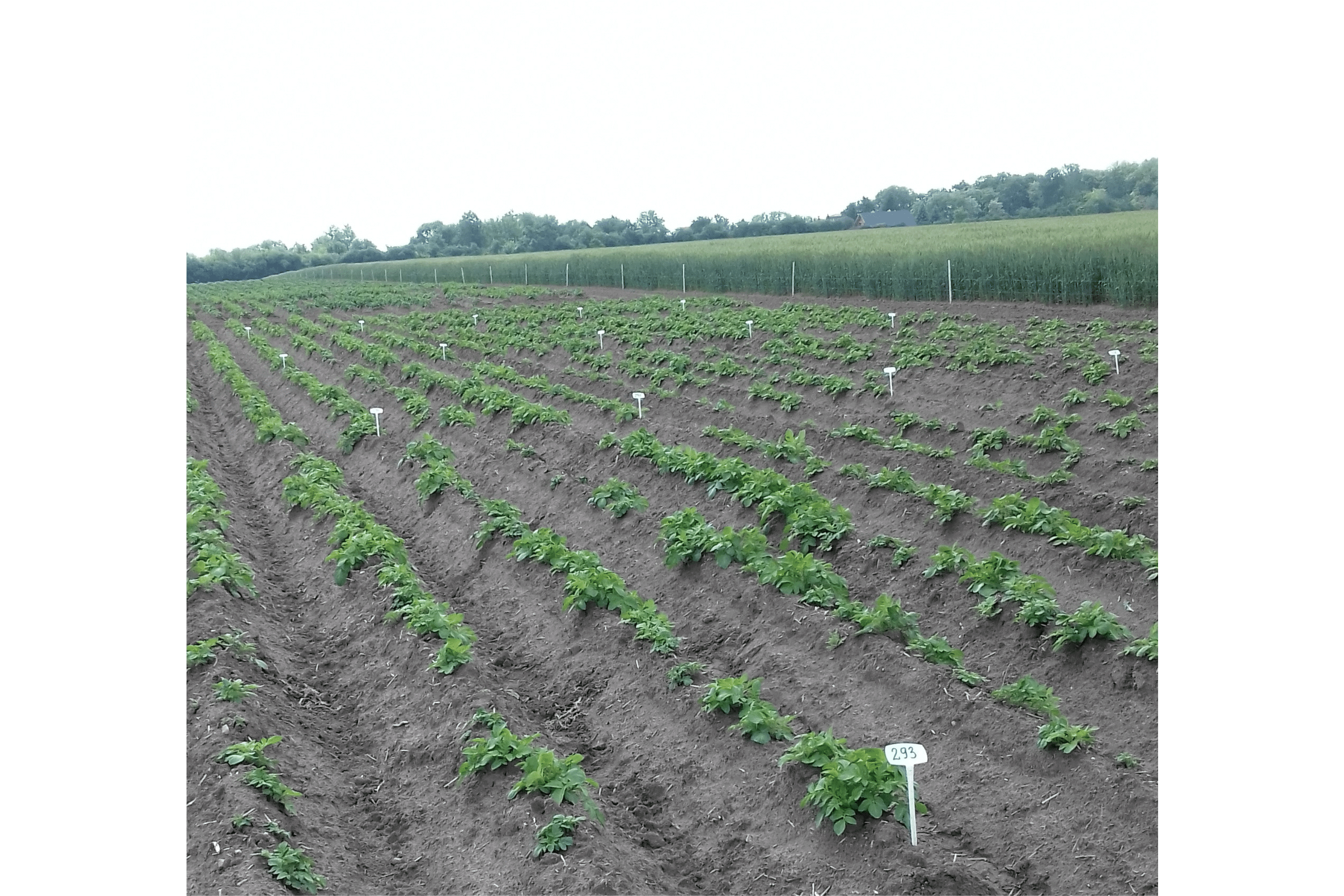 08.06.2020 </br> doświadczenie z biostymulatorem