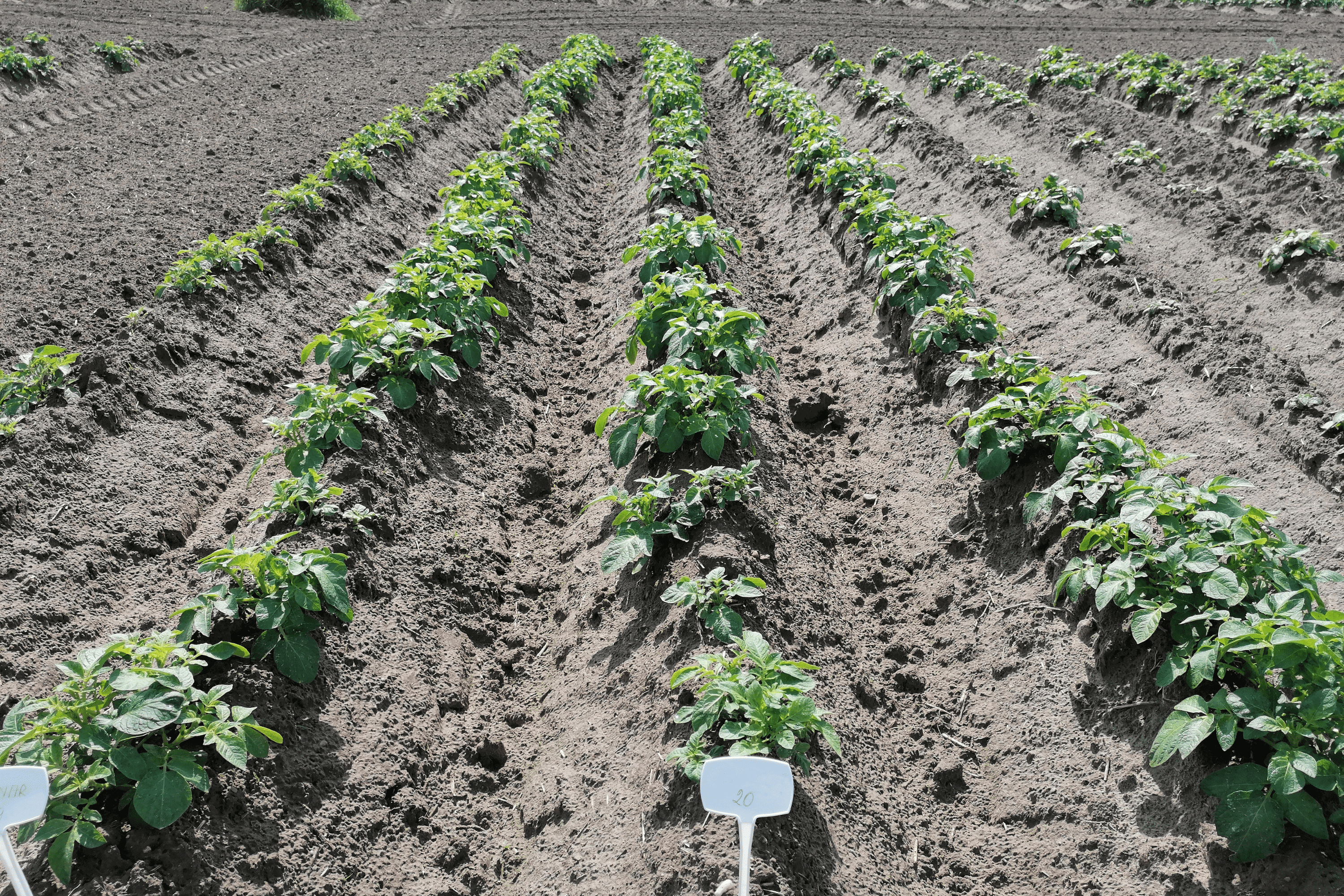 08.06.2020 </br> doświadczenie z ochroną roślin