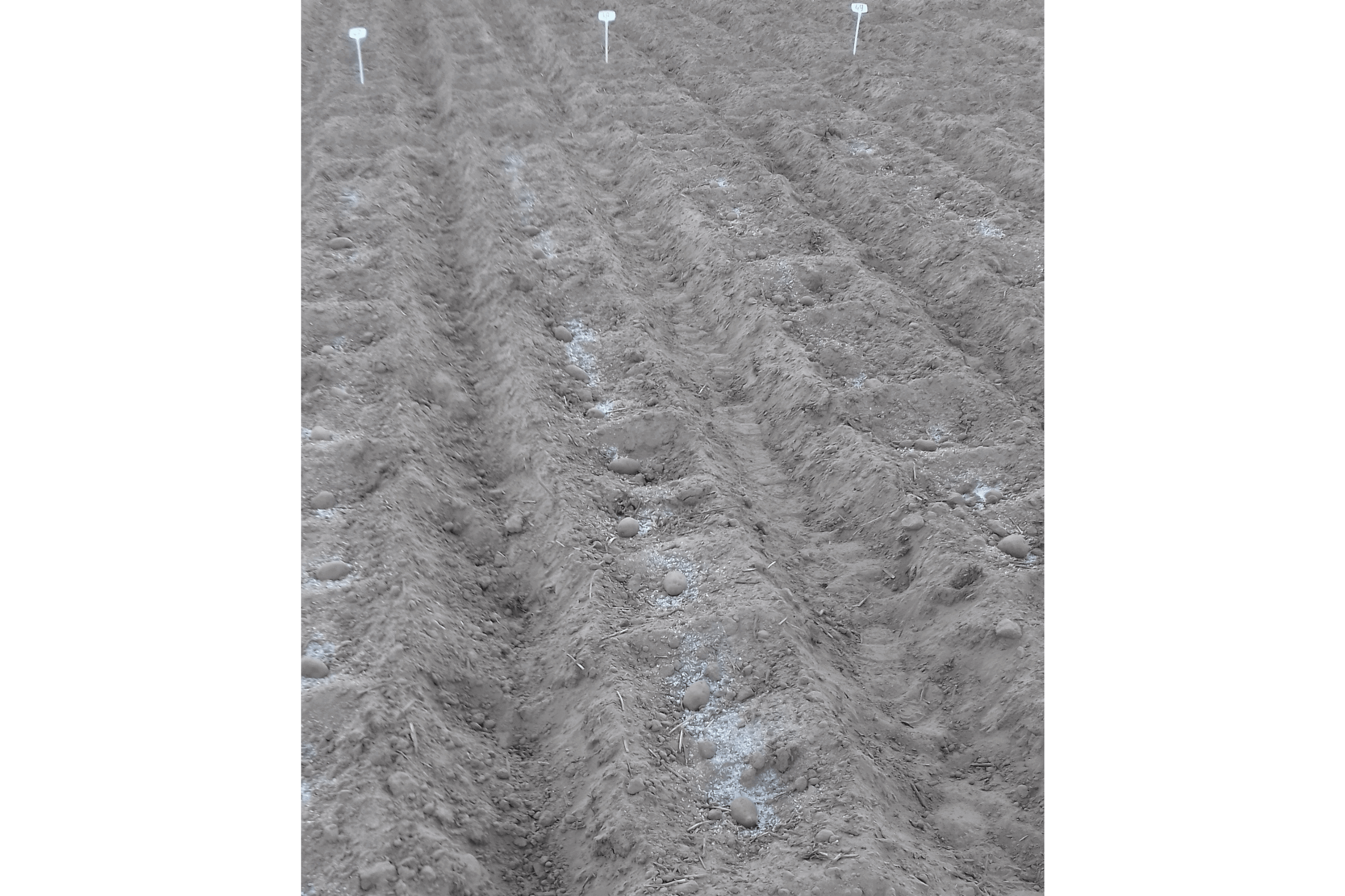 22.04.2020 </br> aplikacja hydrożelu