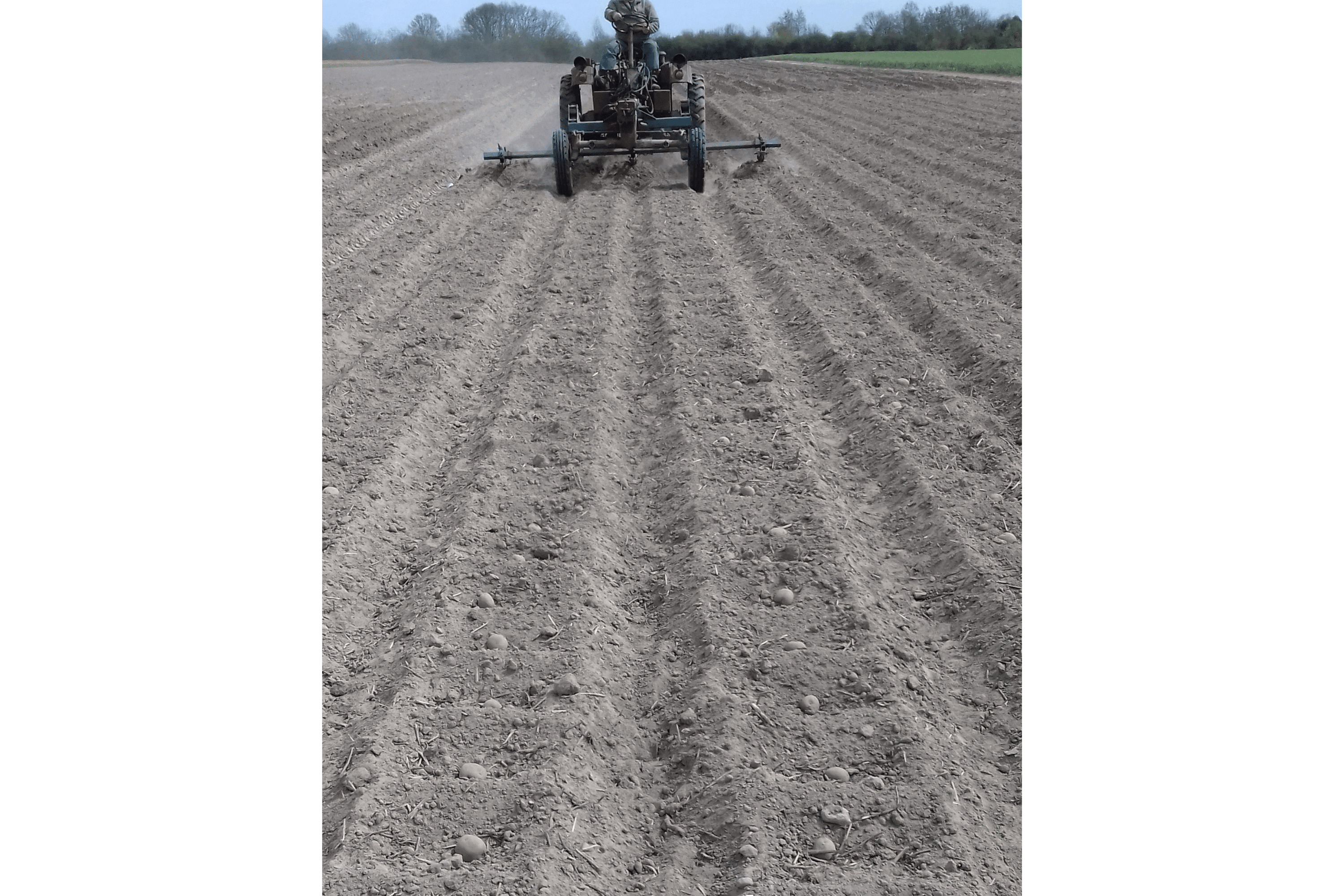 24.04.2020 </br> sadzenie