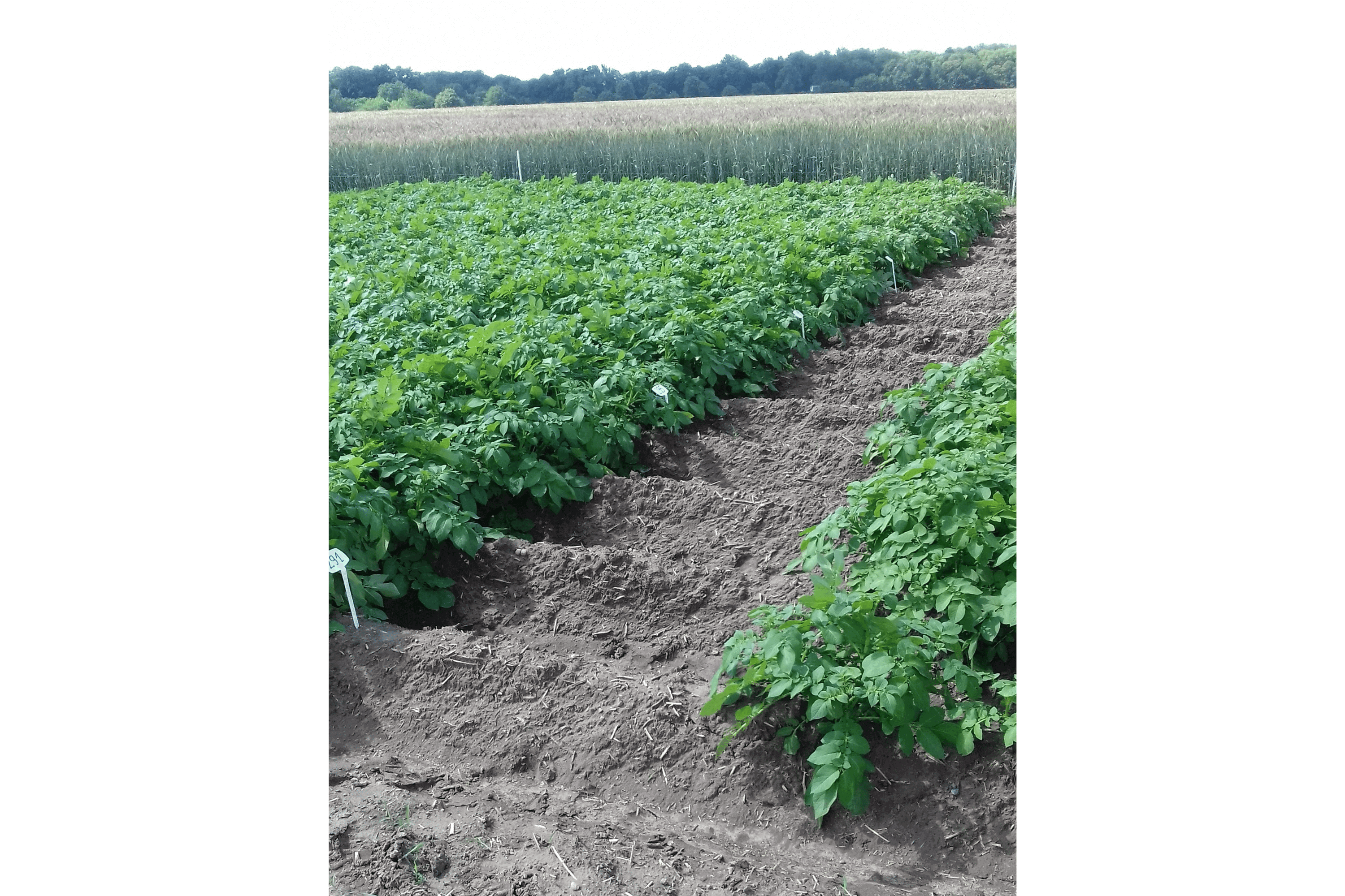 26.06.2020 </br> doświadczenie nawozowe