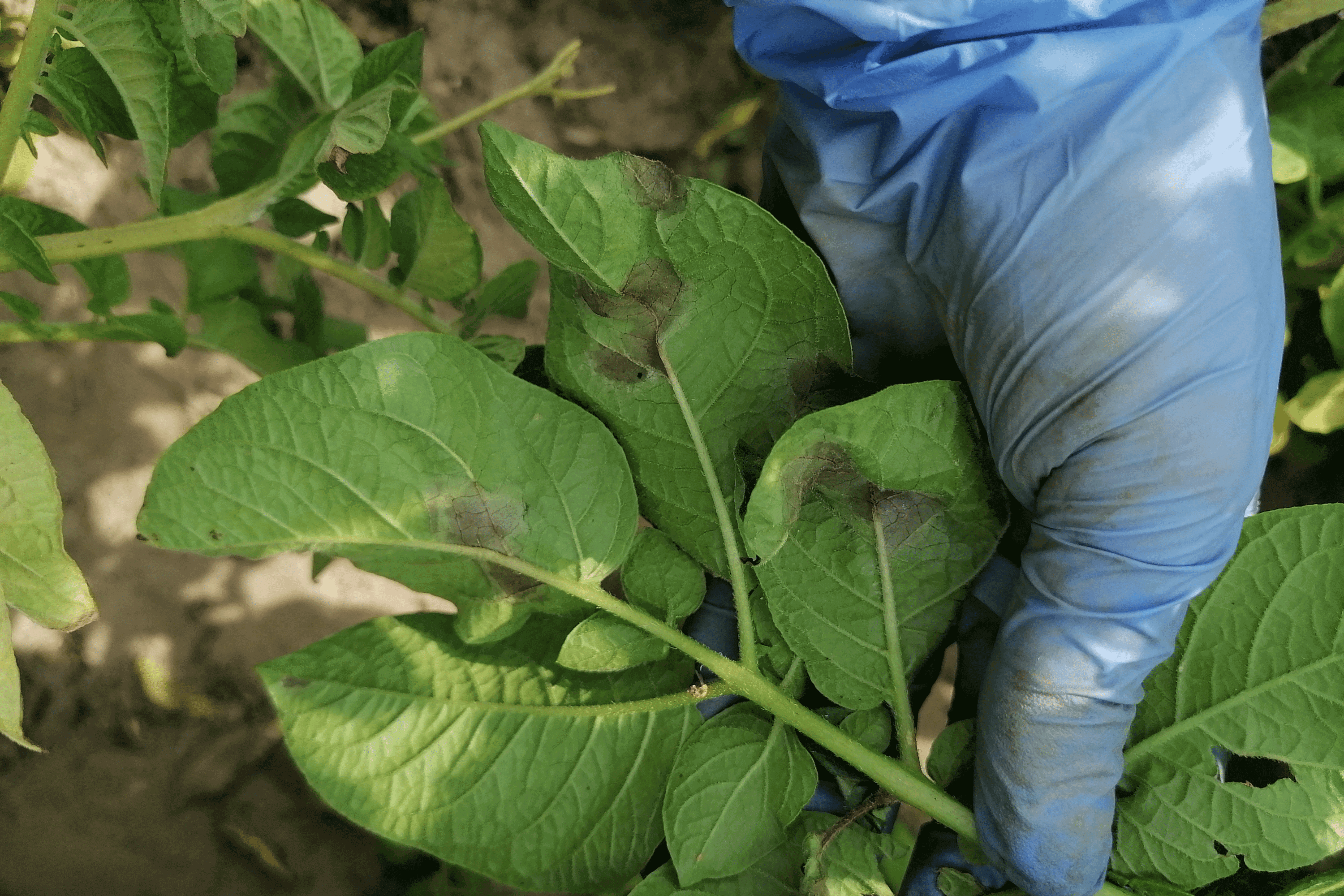 Denar </br> z objawami zarazy ziemniaka