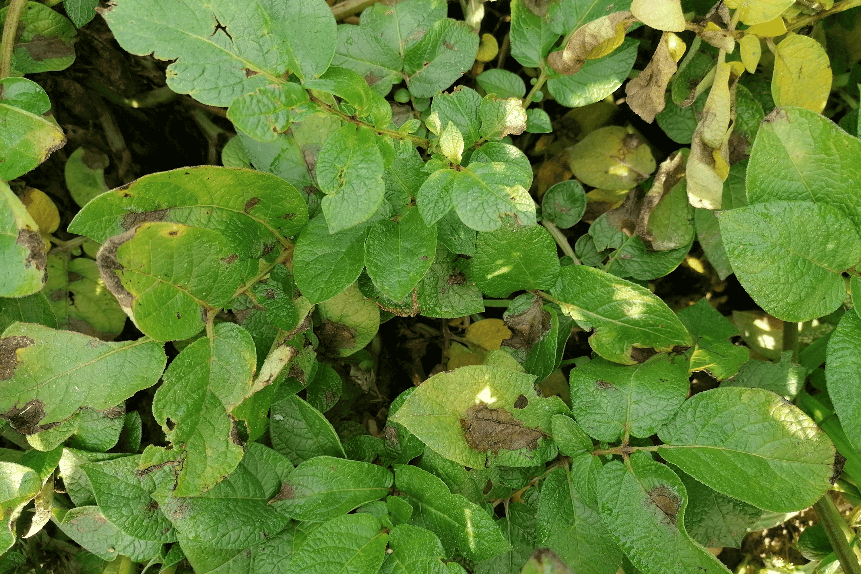 objawy porażenia przez Phytophthora infestans i Alternaria spp