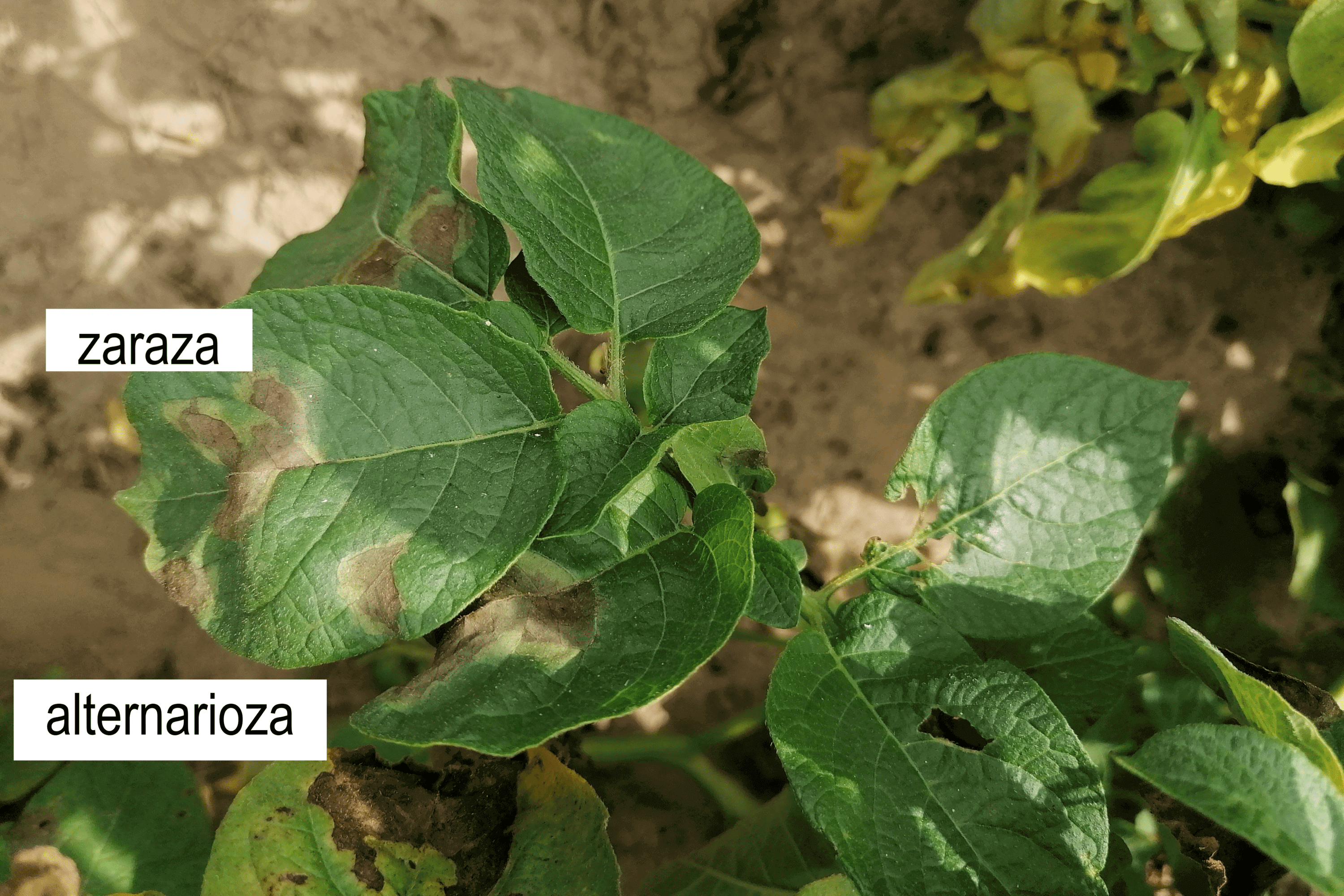 objawy zarazy ziemniaka i alternariozy