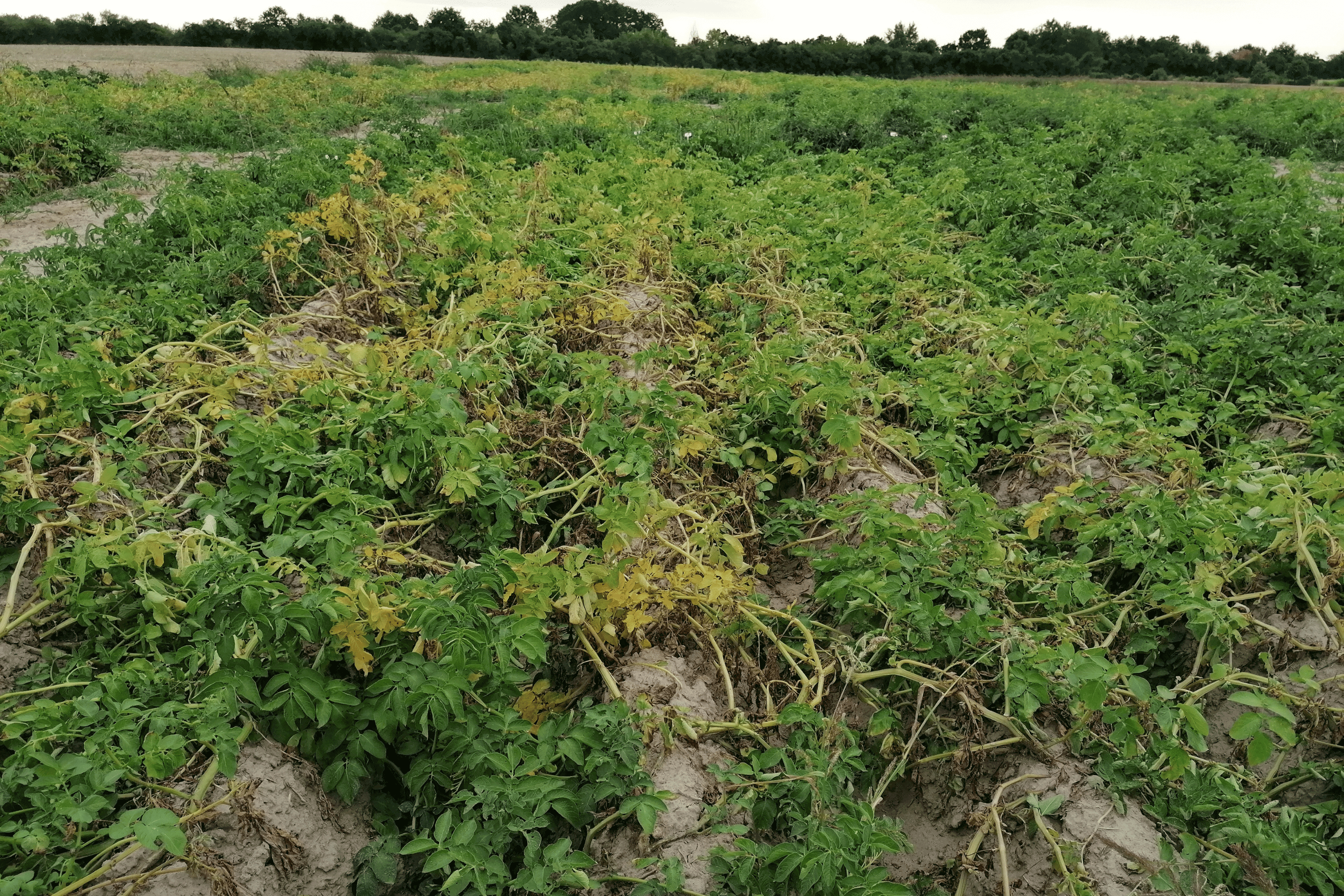 Denar</br> bez ochrony chemicznej