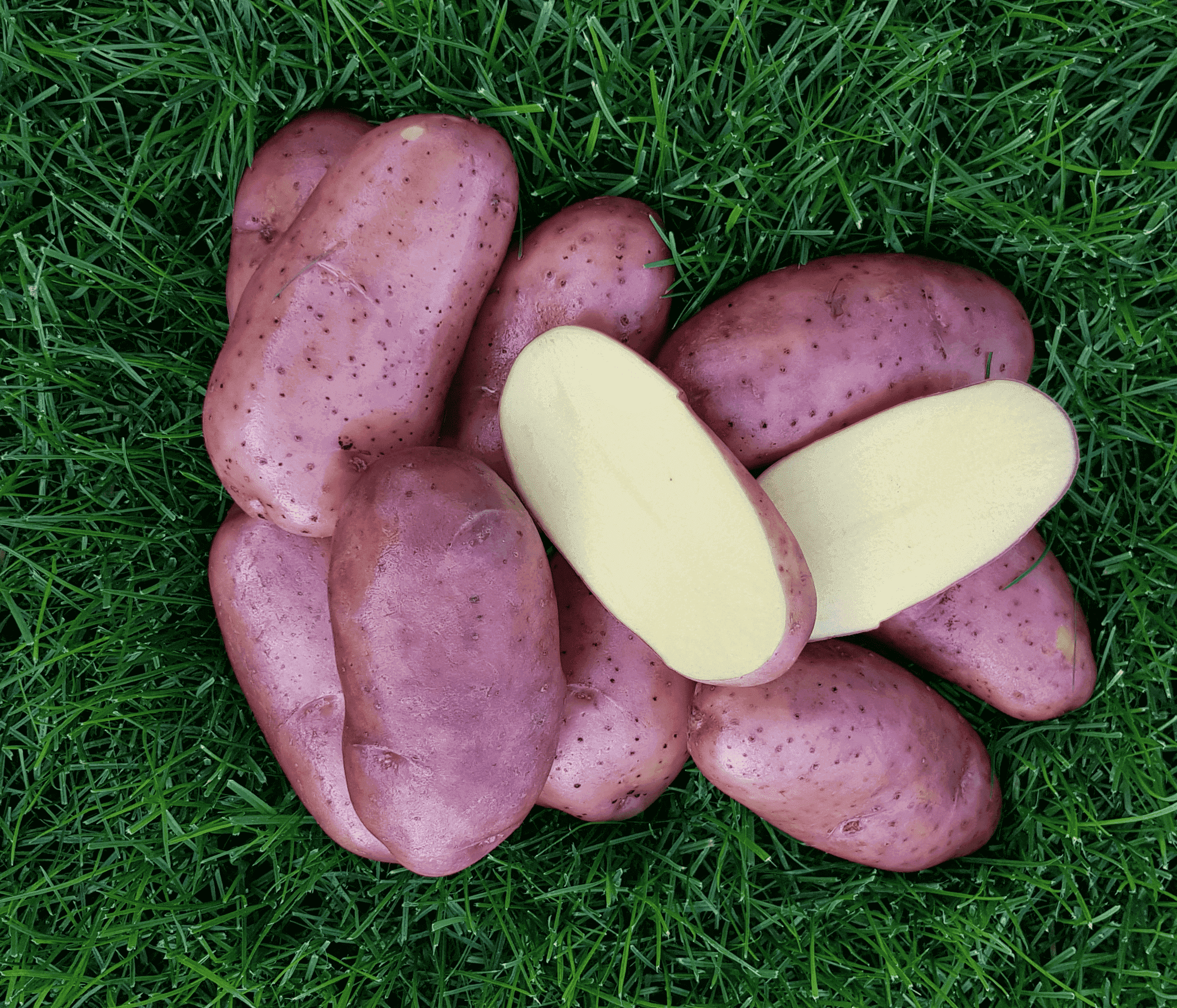 Ziemniaki Gardena na trawie